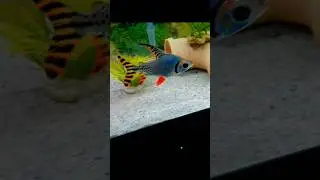 flagtail haven a little nibble🤣🇬🇧 #subscribe #shorts #aquarium like follow&share please🌊
