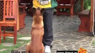 cum sa inveti cainele sa tina cont de reperele date de mana