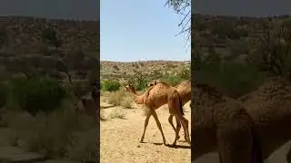 Baby camel's 🐫 walking and jumping with mother live video shorts #camel #animals #viral#shortvideo