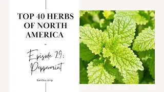 Peppermint - Top 40 Herbs of North America - Part 29