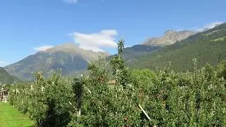 Apple orchards in Lagundo - Trentino Alto Adige, Italy