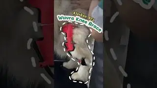 Large Breed Support Alaskan Malamute Using a Custom Dog Brace  #dogbrace #wuvra #customdogbrace