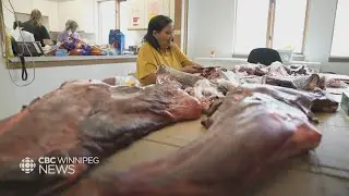 Moose harvest in Garden Hill First Nation