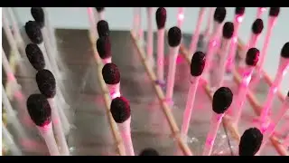 Food that you like Now