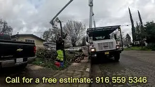 Sacramento California! GreenArbo tree care💚