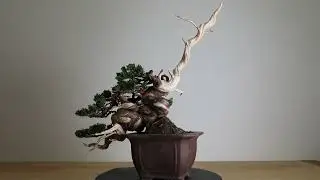 Koji Hiramatsu Takamatsu Bonsai Channel episode 45