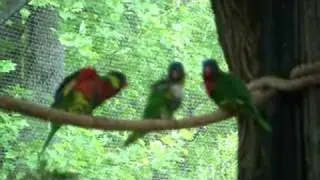 Roflbirds