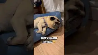 My dog partied too hard&hellip; #pug #asmr #funny