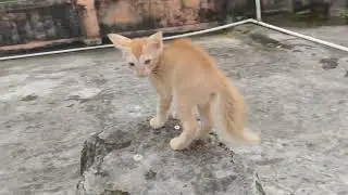 Playful Kitty 🐱 | Cute & Funny Cat Video