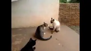 Gatos engraçados - Briga de Gatos