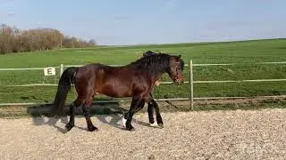 Caherlistrane Con