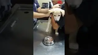 Dogs funny videos  ! Injection Puppy Crying