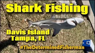 SHARK FISHING Davis Island Tampa Florida #TheDeterminedFisherman