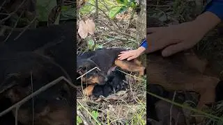 Urgent: Mother and child dog lie curled up waiting for rescue