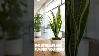 The Snake Plant : The Ultimate Air Purifier You Need!