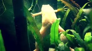 AFRICAN CLAWED FROG