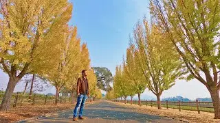 Golden Ginkgo Trees at Far Niente Winery using GoPro Black 7