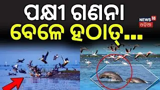 ପକ୍ଷୀ ଗଣନା ବେଳେ ହଠାତ୍...Chilika Bird Count Starts | Bird Census 2026 |Puri | Chilika lake|Odia News