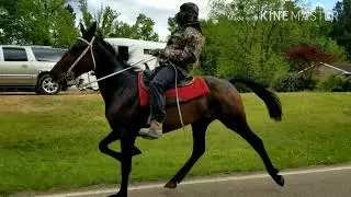 Trotter Mare gonna singlefooter her Ahh off