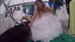 Gass paggetto d'onore a 4 zampe al matrimonio
