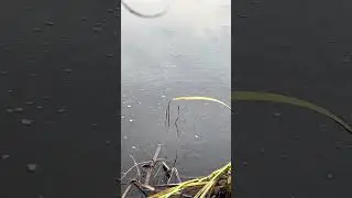 Mult puiet de Caras pe R&acirc;ul Neajlov.Tot puietul era &icirc;n mal,de parcă ar fi la depunerea icrelor.