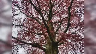 War Memorial Park| Coventry| UK