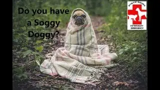 Do you have a Soggy Doggy? by North Shore Veterinary Emergency Phone 443 5640