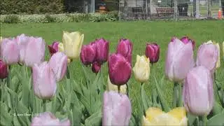 Rosetta McClain Gardens