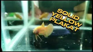 SOLID YELLOW PLAKAT #shorts #ikanlaga #bettafish #aquarium #fishtank #breeding #repos #forsale #vlog