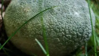 Russula Virescens