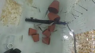 blueberry OB and blue neon peacock Lake Malawi African cichlids