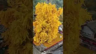 Beautiful Rain of Golden Leaves | Ginkgo Biloba