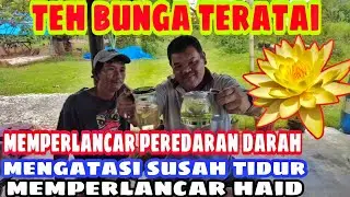 manfaat teh bunga teratai dan cara membuat teh bunga teratai ( water lily flower tea )