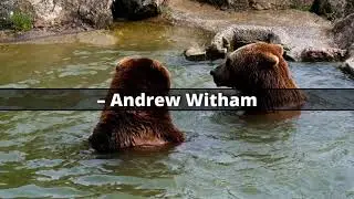 Top 3 best bear quotes by great people | Motivation