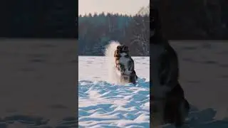 cute dog jumping around in the snow very magnificent