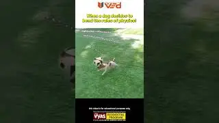 Dog Bending Physics Rules 🐕⚡ Balance Trick Explained #shorts
