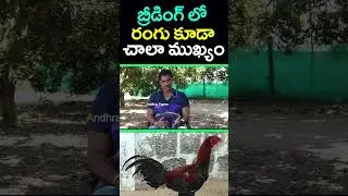 బ్రీడింగ్ వేసేటప్పుడు రంగు కూడా చాలా ముఖ్యం..#andhrafarms #srikanthraju #breeding #colour #chicken