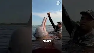 🐬💖Почему амазонские дельфины розовые? #морскаядикаяприрода #дикаяприрода