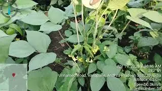 summer black gram cultivation.based on ensuring proper seed sowing timing and spacing,