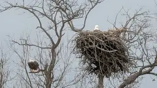 10 Facts About the Bald Eagle