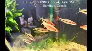 Roseline Shark, Torpedo Barb, Denisons Flying Fox, Red Line Barb and Red Comet Barb