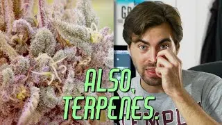 What is Illinois doing with their WEED MONEY? | It's 420 Somewhere