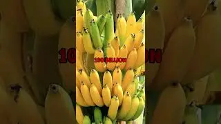🍌 The World&rsquo;s Most Eaten Fruit! #shortsfact #plants #plantfacts #mosteatenfruit #bananaconsumption