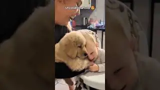 Special bond between a dog and an infant ❤️#dog #baby #love #pets