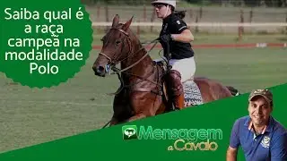 Sabe qual é a raça de cavalo usada para praticar polo?