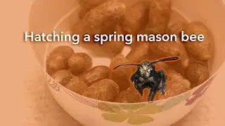 Hatching mason bee