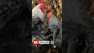Black and white rooster beauty