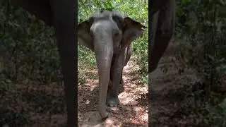 Kulen Elephant Forest, Cambodia. #ElephantSanctuary #ElephantPark #ElephantHike #LoveElephants