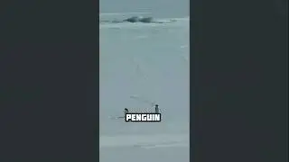 The Most Disturbing Penguin Video on Internet