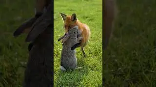 fox 🦊 rabbit 🐰 😱🔥#fox #rabbit #wildlife #wildlifephotography #wildlifeshorts